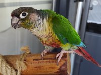 Konur papağanımız