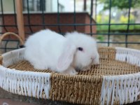 35 40 Günlük Hollanda Teddy Lop Tavşan Yavrular