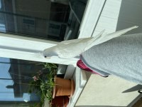 Albino Yavru Sultan Papağanı