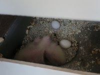 Eşli Sultan Papağanı