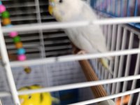 Kuşlar Vakit Ayıramadığımdan Dolayı Sahiplendirilecektir