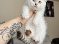 Scottish Fold Silver Point