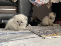 Bluepoint Yavru Kediler 1,5 Aylık