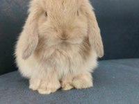 Mini Lop Orjinal Safkan Tavşan