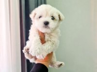 Minyatür maltese minnaklarım