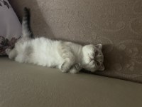 3 Aylık Scottish Fold