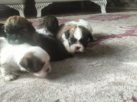 Shih Tzu Dişi Erkek 0 Numara Yavrular