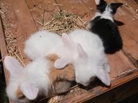 Pamuk Tavşanlar İlanda