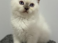 Bal surat british shorthair blue point