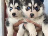 Sibirya kurdu yavrularımız