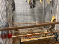 Eylül Ayından Haziran Ayına Kadar Her Türlü Sultan Yavru Mevcuttur