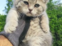 Scottish fold bebeklerimiz teslime hazırdır