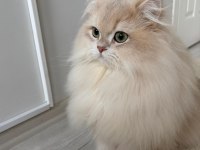 Şecereli Blue Golden Shaded (Ay12) Kedime Eş Arıyoruz