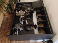 40 Günlük Husky Yavruları