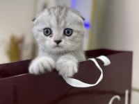 Şeker gibi scottish fold yavrular