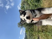 Irk garantili sibirya kurdu yavrularımız