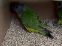 6 Takım Hazır Eş Tutmuş Senegal Papağanı