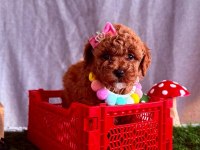Safkan Cins Toy Poodle Yavrular