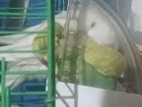 Ev Üretimi Muhabbet Kuşu Tamamen Evcil Takımlarda Var Üreyen