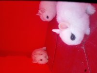 Saf Kan Hollanda (Cüce Hot Hot)