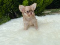 Xs Mini Dişi Erkek Chihuahua Bebeklerimiz