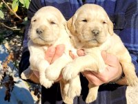 Golden retriever bebekler