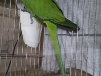 Erkek 16 Aylık Pakistan Papağanı