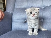 Gri Scottish Fold Yavru