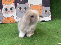 Hollanda Teddy Lop Tavşanlar