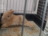 Yavru hollanda cüce tavşanı