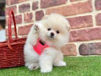 Pomeranian boo teddy bear gerçek ayıcıklar