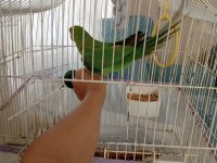 6-7 Aylık Isırma Bağırma Bilmez Pakistan