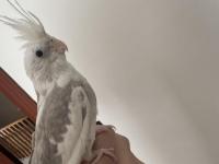 Konuşan 5 Aylık Sultan Papağanı