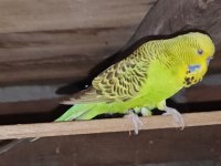 Jumbo erkek yeşil muhabbet kuşu