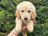 Macar american golden retriever bebekler