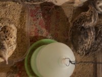 Jumbo bıldırcınları