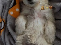 Maltese Terrier Yavru