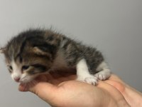 Çok Acil 3 Adet Yavru Tekir 1 Kız Ve 2 Erkek