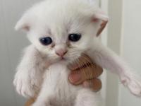 Yavru Lokum Gibi Kediler