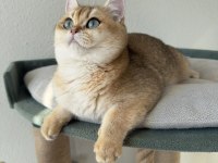 Pet Şecereli Safkan British Shorthair Bebekler