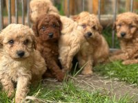Uygun Fiyatlı Ev Hayvanları Üretim Yerinden Yasal Ve Kayıtlı Köpekler