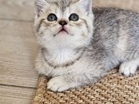 Point british shorthair yavru