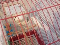 Acil Satılık Takım Kuşlar