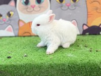 Cüce Tavşan Yavrular