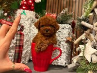 Alerji yapmayan tuvalet eğitimli toy poodle