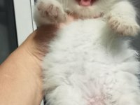 British ve scottish minnoşlar