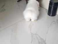 4 Aylık Beyaz Tavşan Lokum Tadında