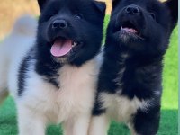 A kalite amerikan akıta inu yavruları