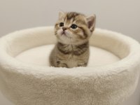 Golden British Shorthair Yavrular