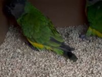 6 takım hazır eş tutmuş senegal papağanı